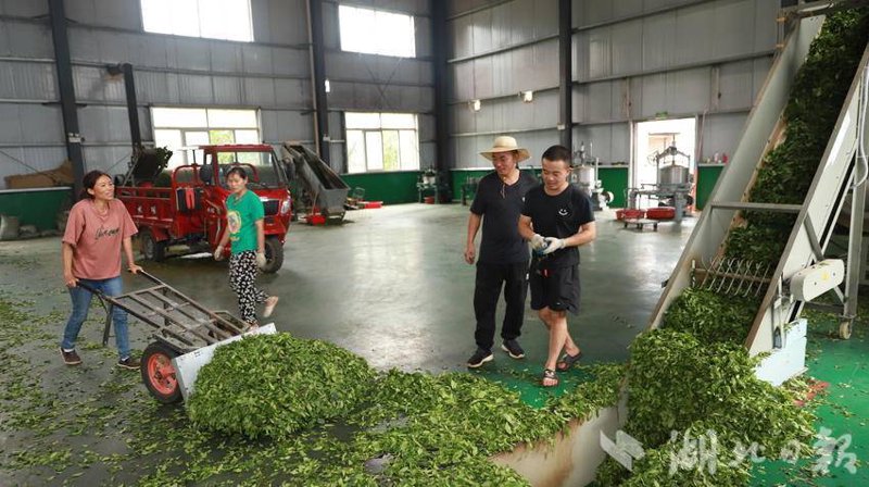茶叶揉捻机在传统制茶工艺中的革新之旅